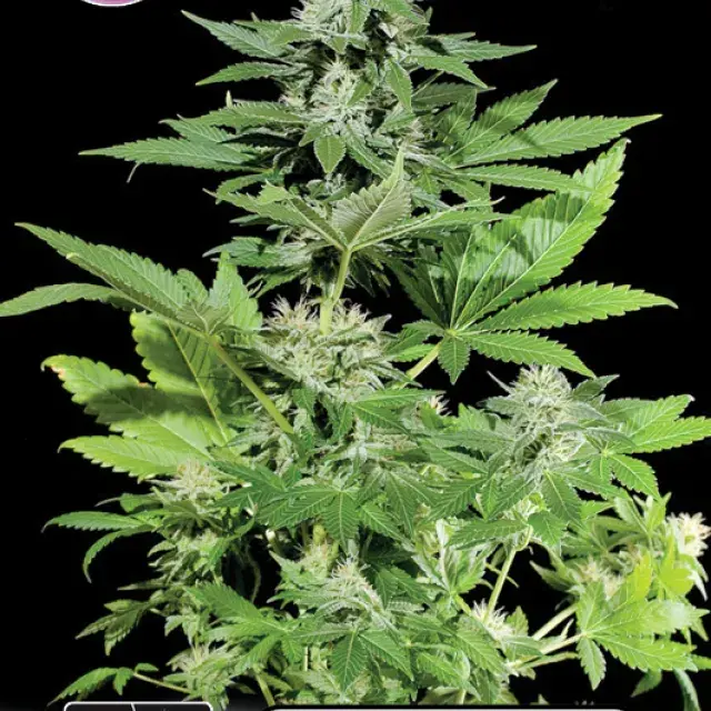 White Widow Feminised Cannabis Seeds | Kera Seeds