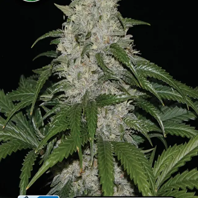Keramatic Auto Feminised Cannabis Seeds | Kera Seeds