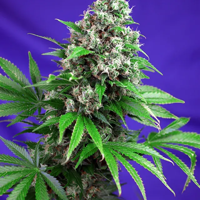 Killer Kush Fast V Feminised Cannabis Seeds | Sweet Seeds