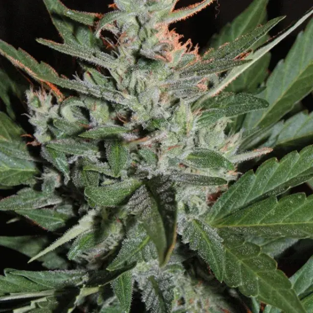 KO Crop Auto Feminised Cannabis Seeds | Cream Of The Crop 