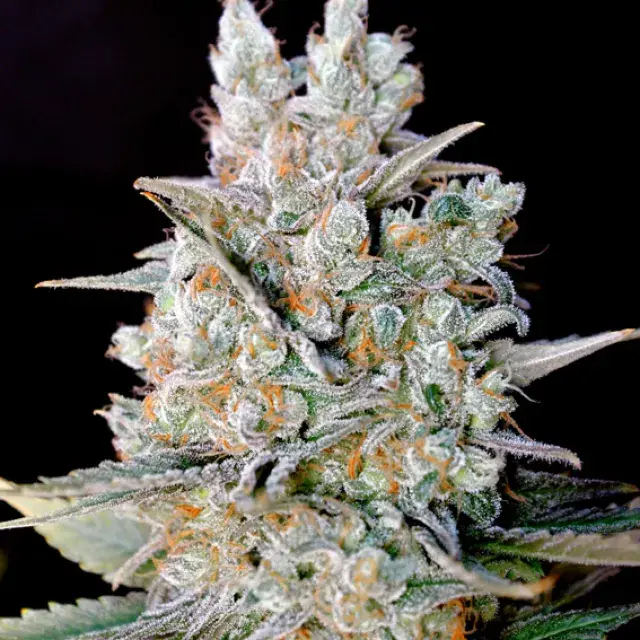 Kritikal Bilbo Auto Feminised Cannabis Seeds