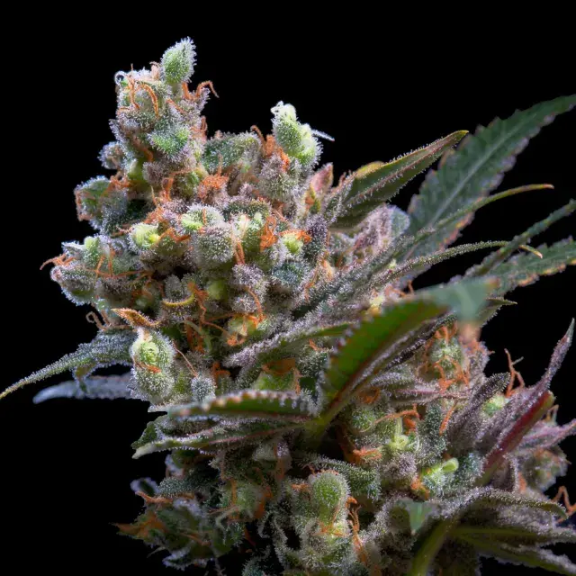 Kritikal Bilbo Feminised Cannabis Seeds