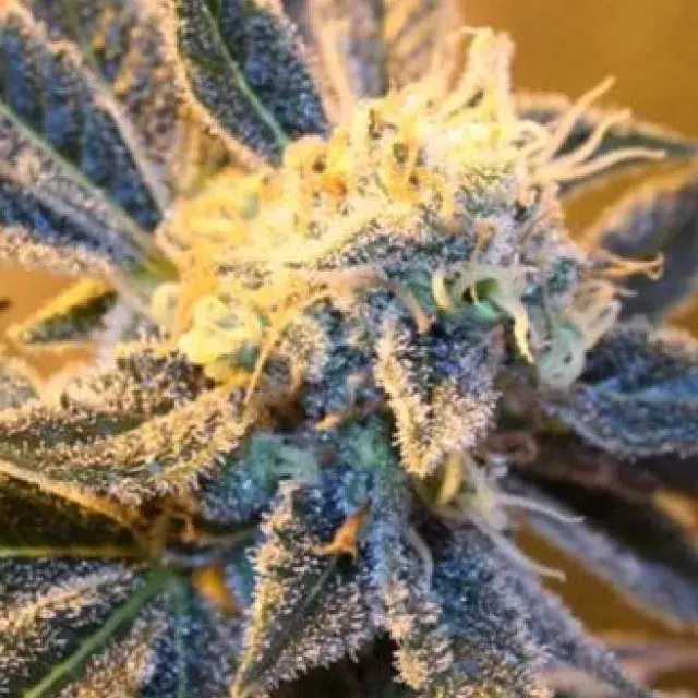 Kaboom Regular Cannabis Seeds | TGA Seeds