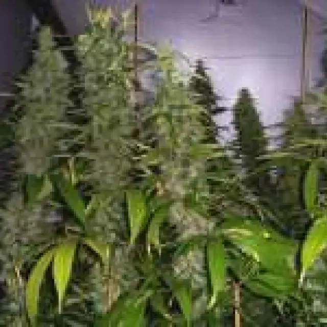 Kahuna Regular Cannabis Seeds | Soma Seeds