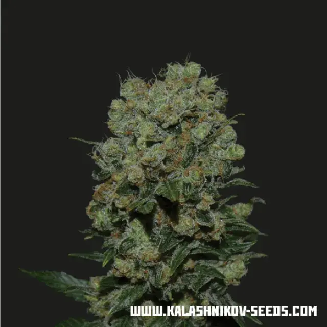 Kalashnikov Express Feminised Cannabis Seeds | Kalashnikov Seeds
