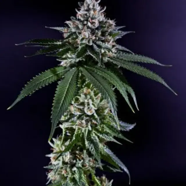 Ken's Kush Regular Cannabis Seeds | Grand Daddy Purp