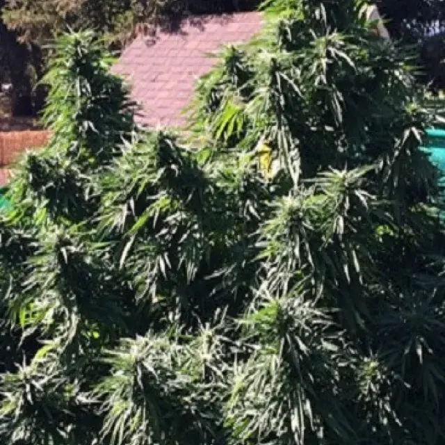 Ken's Honeydew Regular Cannabis Seeds | Grand Daddy Purp