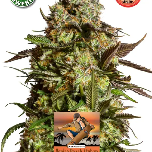 Venice Beach Afghan Auto Feminised Cannabis Seeds | Kera Seeds