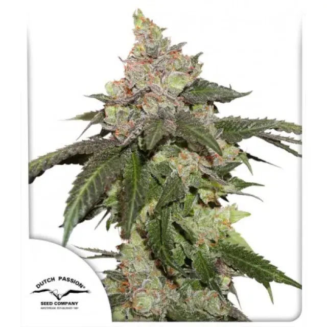 Kerosene Krash Feminised Cannabis Seeds | Dutch Passion 