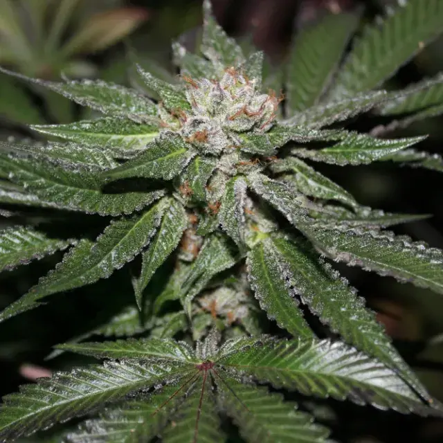 Key Lime Pie Regular Cannabis Seeds | Purple Caper Seeds