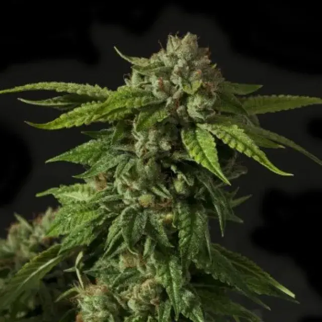 Khufu Regular Cannabis Seeds | Devil’s Harvest Seeds