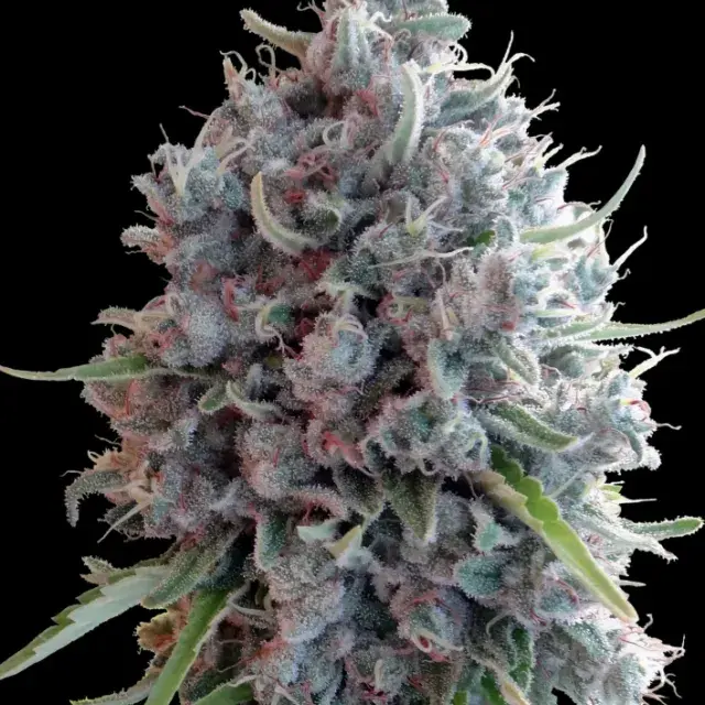 Killer A5 Haze Feminised Cannabis Seeds | Ace Seeds