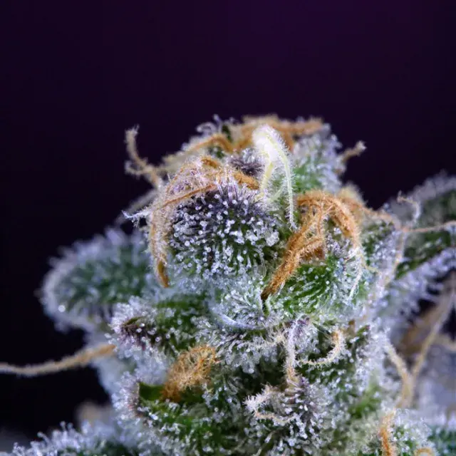 Killer Grape Regular Cannabis Seeds | TGA Seeds