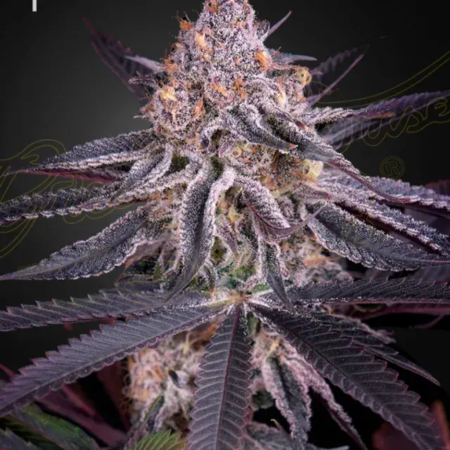 King's Juice Feminised Cannabis Seeds | Green House Seeds