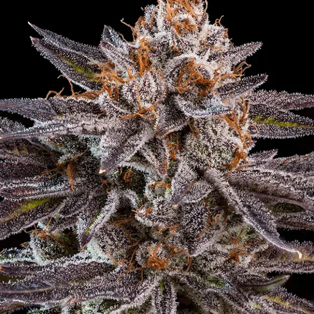 OMG Feminised Cannabis Seeds |  Ripper Seeds