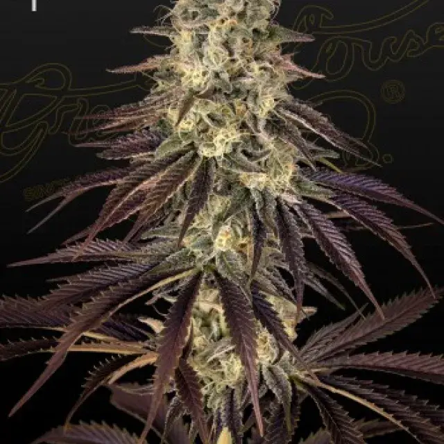 Kong's Krush Feminised Cannabis Seeds | Green House Seeds
