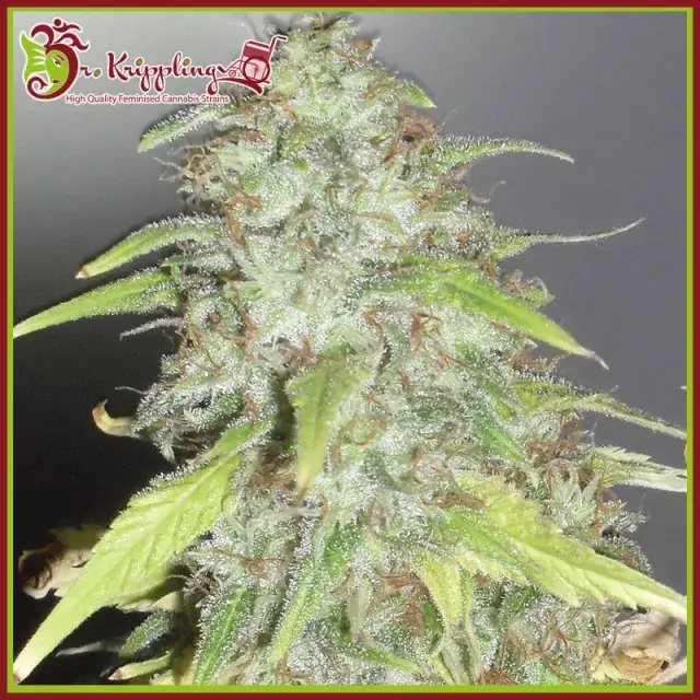 Kripple Shock Feminised Cannabis Seeds | Dr Krippling 