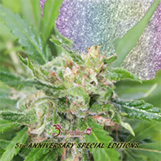 Kripplicious Feminised Cannabis Seeds | Dr Krippling