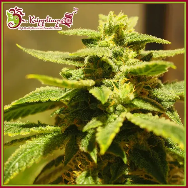 Krippling’s Gelato Feminised Cannabis Seeds – Dr Krippling