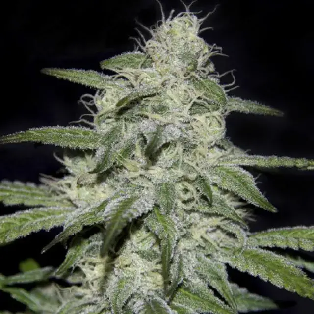  Kritikal Bilbo CBD Feminised Cannabis Seeds | Genehtik Seeds