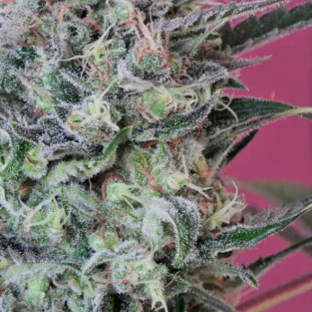 Krystalica Regular Cannabis Seeds
