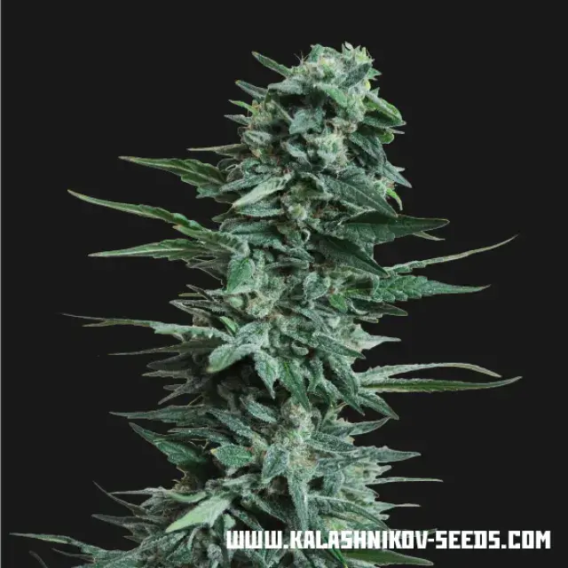 Kubanskly Ubiyza Feminised Cannabis Seeds | Kalashnikov Seeds