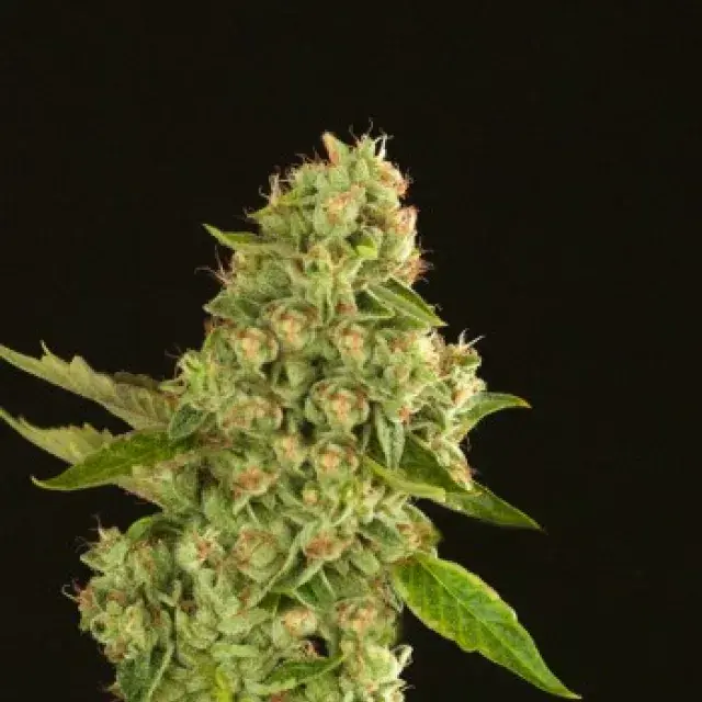 Kuchi Feminised Cannabis Seeds | Devil’s Harvest Seeds