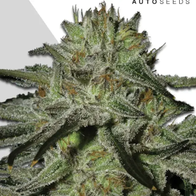 Kush Doctor Autoflowering Feminised Cannabis | Auto Seeds