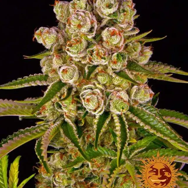 Kush Mintz Feminised Cannabis Seeds | Barney's Farm 