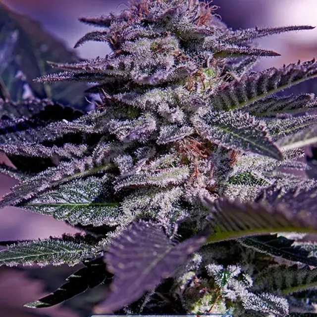 Kush Express Auto Feminised Cannabis Seeds | Positronics