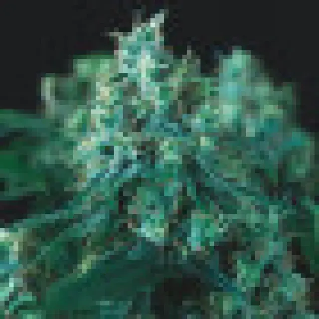 Kryptonite FAST Feminised Cannabis Seeds | Pyramid Seeds.