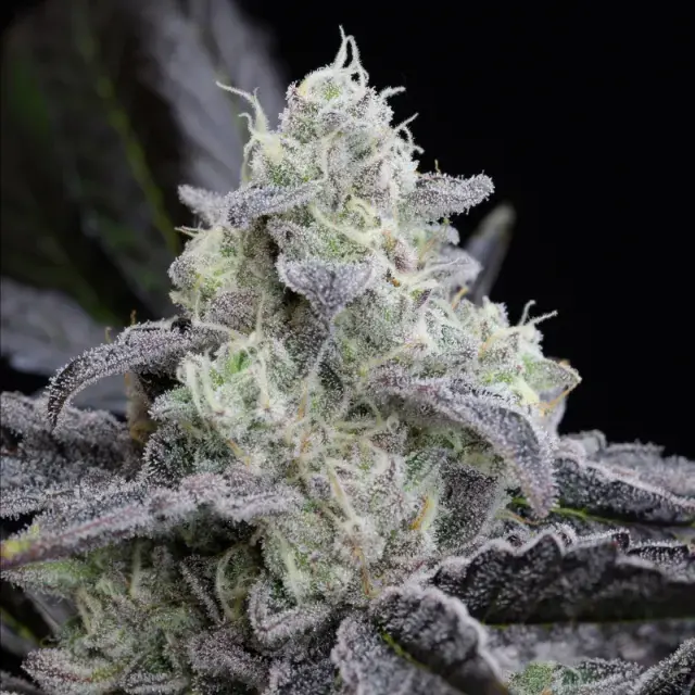 L.A. Vanilla Cake Auto Cannabis Seeds - Silent Seeds.