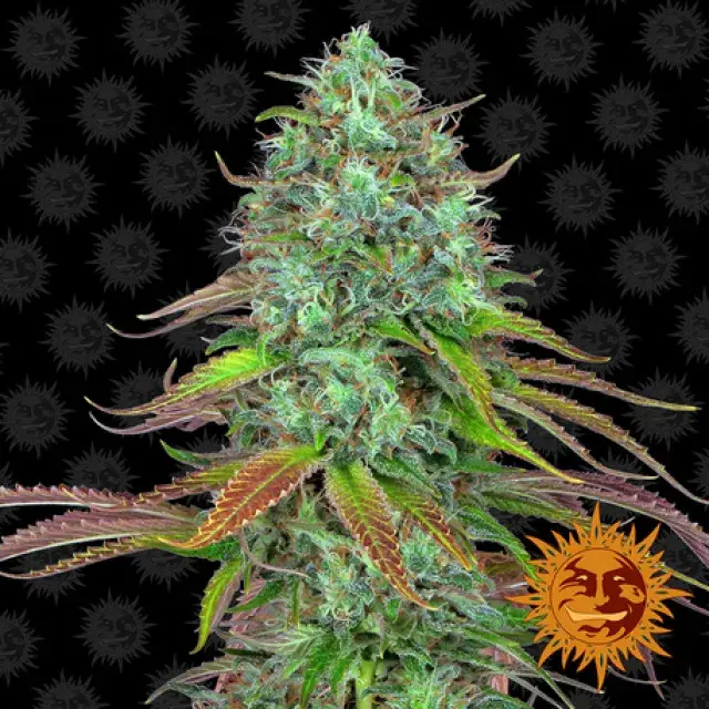 LSD Auto Feminised Cannabis Seeds | Barney's Farm