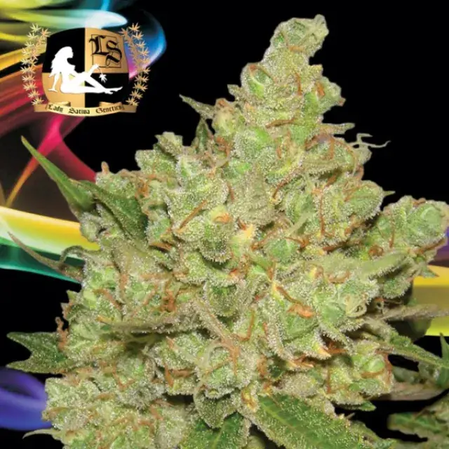 Exodus Fuel Regular Cannabis Seeds | Lady Sativa Genetics