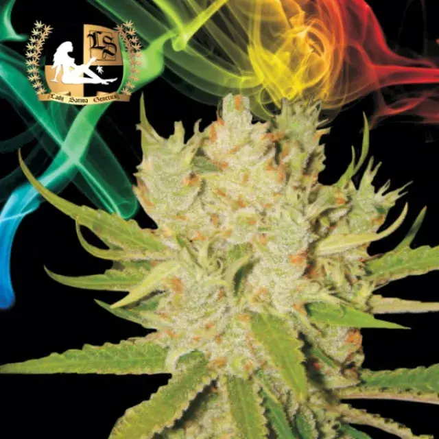 Knightsbridge O.G. Haze Regular Cannabis Seeds | Lady Sativa Genetics