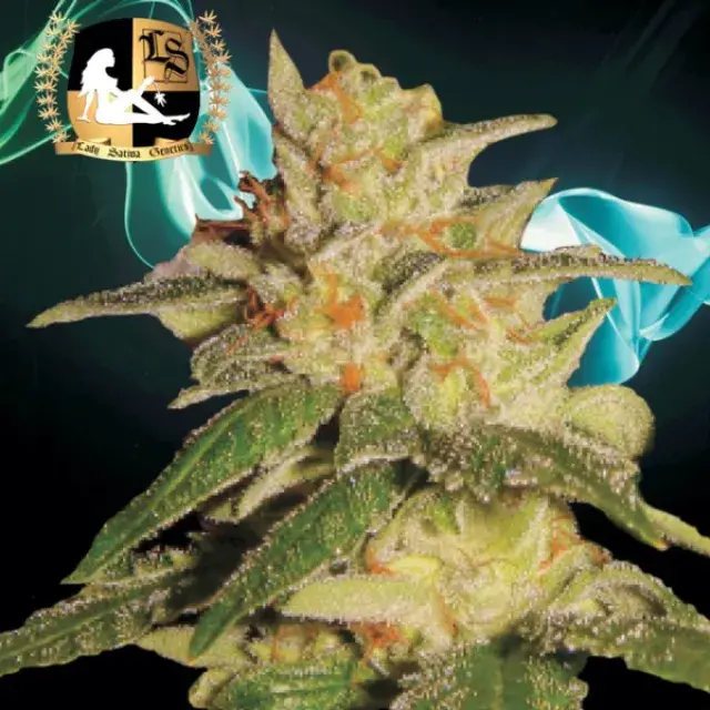 London City Diesel Regular Cannabis Seeds | Lady Sativa Genetics
