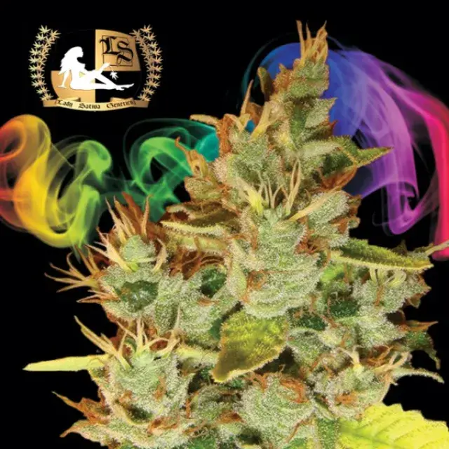 OrangeNesia Regular Cannabis Seeds | Lady Sativa Genetics