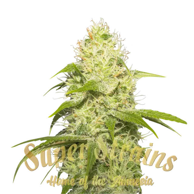 La Jefa Feminised Cannabis Seeds - Super Strains