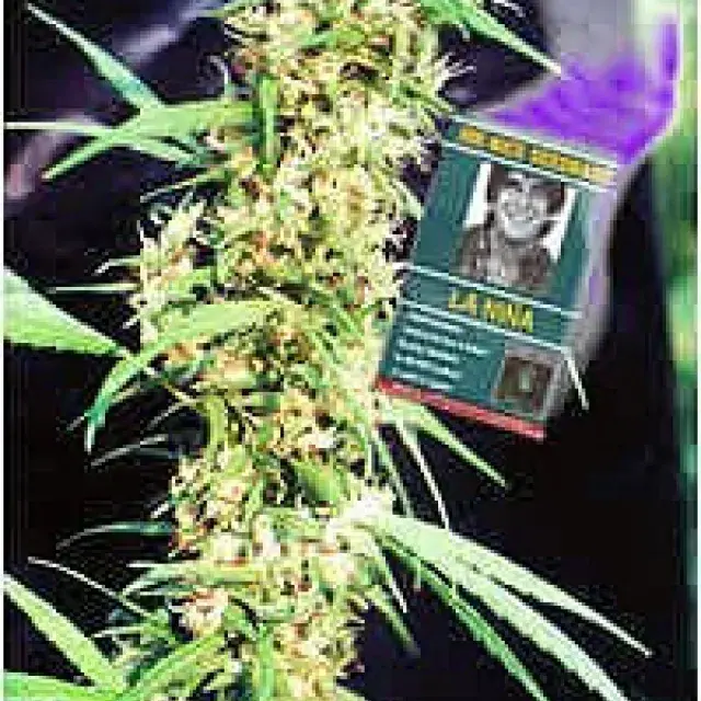 La Nina Regular Cannabis Seeds | Mr Nice Seeds