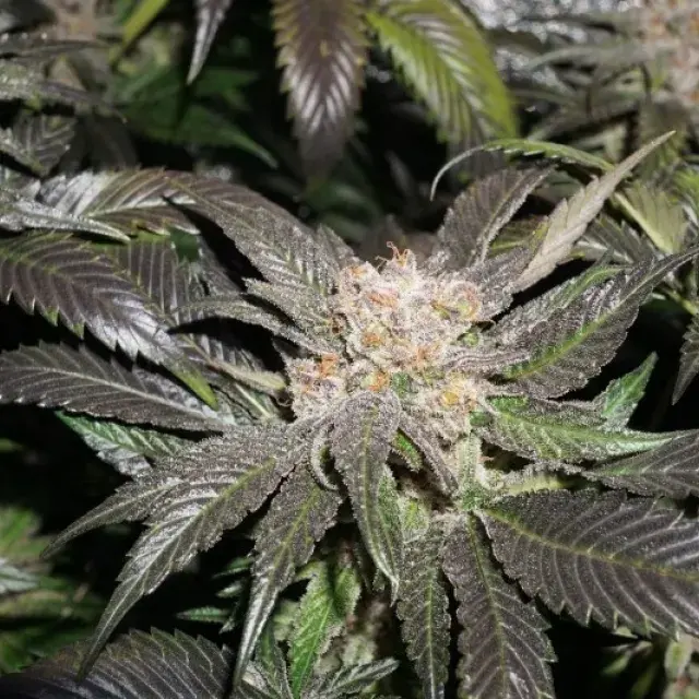 Lava Freeze Feminised Cannabis Seeds - Super Sativa Seed Club