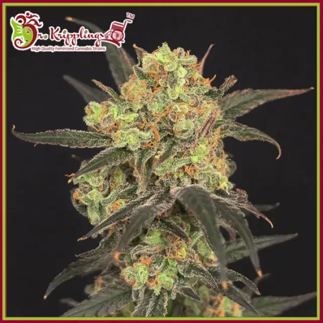 Leisure Zoot Larry Feminised Cannabis Seeds – Dr Krippling