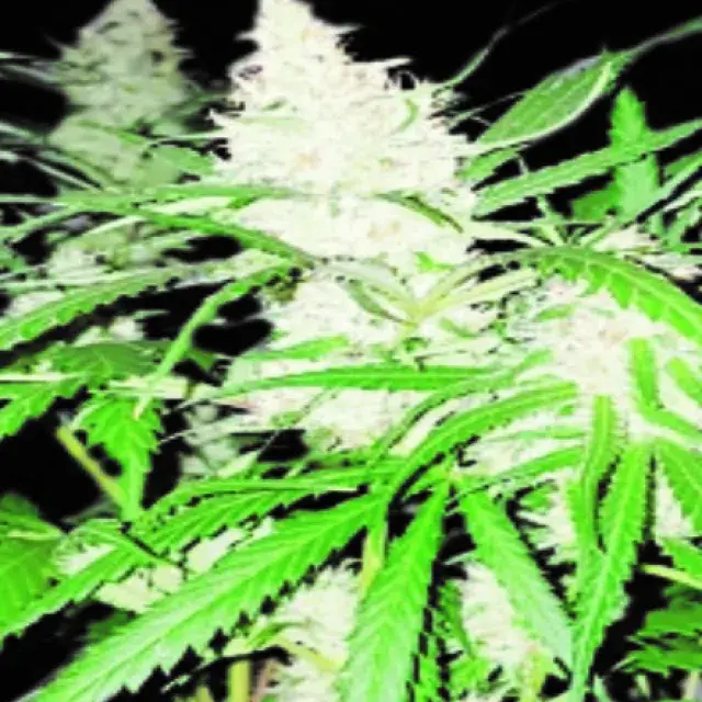 Lemon Ammo Feminised Cannabis Seeds | Dispensario Seeds