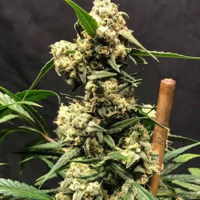 Lemon Meringue Auto - Tastebudz - Discount Cannabis Seeds