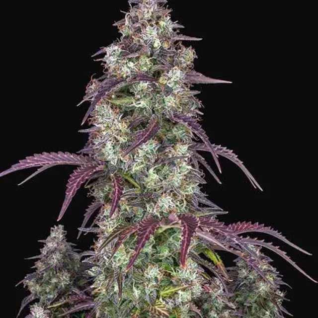 Lemon Pie Auto Feminised Cannabis Seeds | Fast Buds