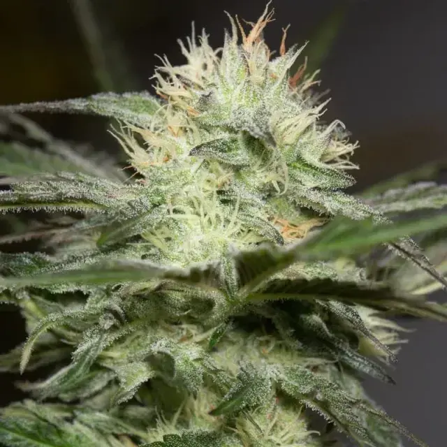Lemon Sorbet Cannabis Seeds - Silent Seeds.