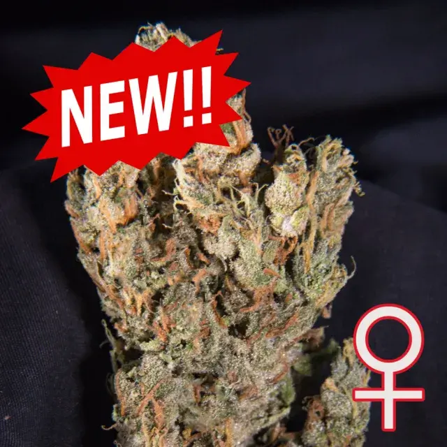 Lemon Sputnik Auto Feminised Cannabis Seeds | KC Brains Seeds