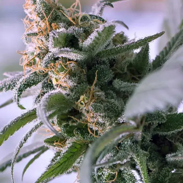 Lemon Stilton Regular Cannabis Seeds | TGA Seeds 