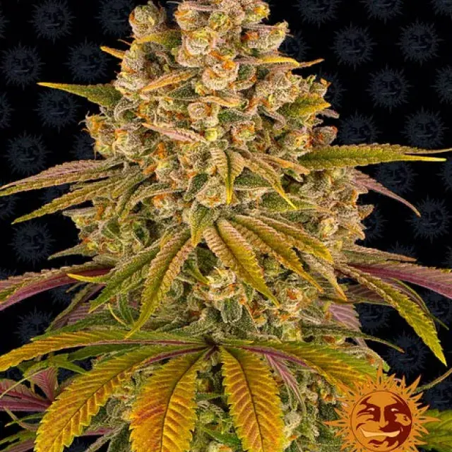 Lemon Tree Feminised Cannabis Seeds | Barney's Farm 