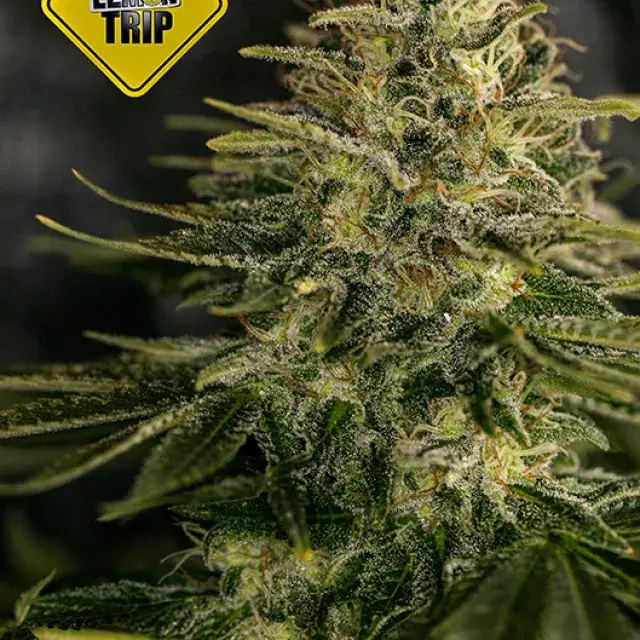 Lemon Trip Feminised Cannabis Seeds | Positronics