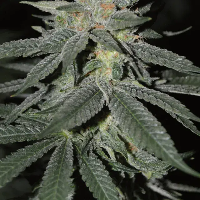 Lemon Venom Feminised Cannabis Seeds | Cream Of The Crop